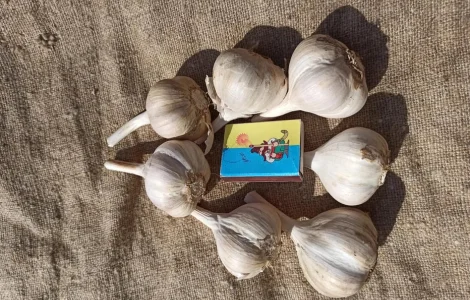 Чеснок на посадку и еду озимый народный, белый