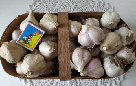 Домашній часник різних сортів на посадку