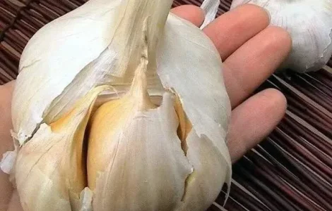 Рокамболь (цибуля - часник на посадку) , 0,2 кг