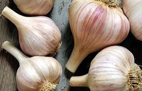 Часник Любаша на посадку (з однозубки)