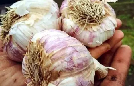 Часник на посадку Гермідор - фракція 50+, 0,5 кг