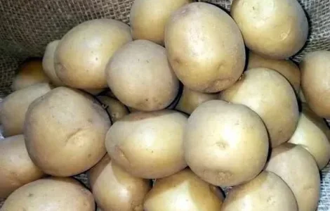 Насіннєва картопля Рів'єра, 1 кг.