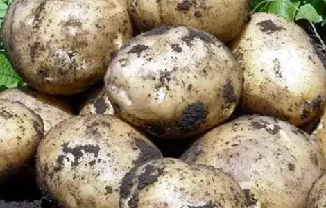 Насіннєва картопля Євростарч для посадки, кг