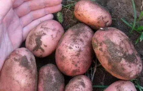 Насіннєва картопля Белла Роса, кг