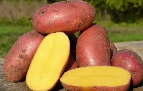 Картопля на посадку Лаура, кг