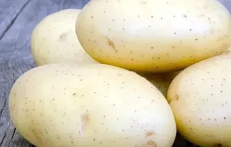 Насіннева картопля Гранада, кг