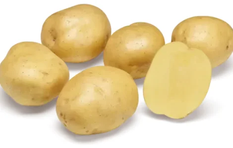 Картопля на посадку Твістер 2,5 кг ,1 репродукція