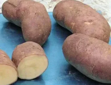 Семенной картофель Тирас 2,5 кг (1 репродукция)