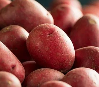 Картопля "Белла Росса" насіннєва рання