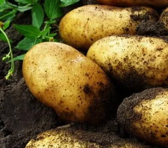 Картофель "Гранада" семенной среднеспелый