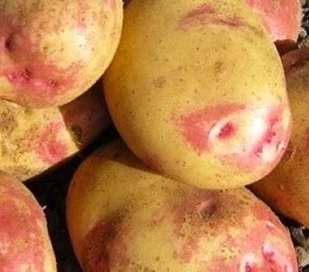 Картофель "Пикассо" семенной позднеспелый