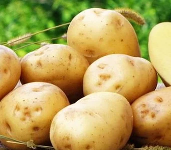 Картофель "Ривьера" семенной ранний