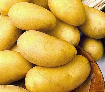 Картопля Челенджер для посадки пізня