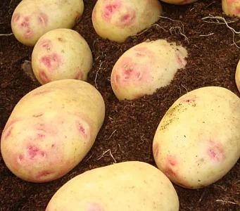 Картофель "Пикассо" семенной позднеспелый 5кг