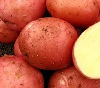 Картопля "Белла Росса" насіннєва рання 5кг