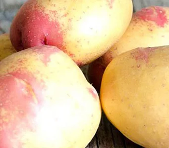 Картопля "Пікассо" насіннєва пізньостигла 10 кг