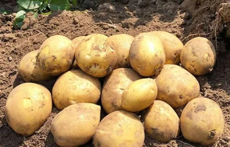 Картопля на посадку Сорая, 90-110 днів