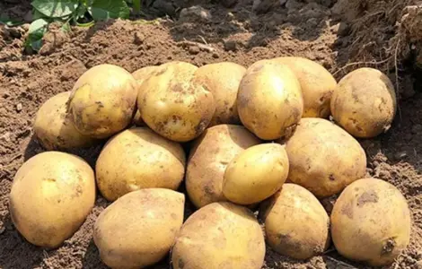 Картопля на посадку Сорая, 90-110 днів