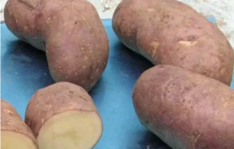 Насіннєва картопля Тірас (Еліта)