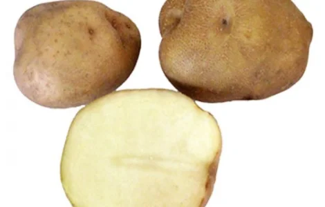 Картопля рання на посадку Щедрик, Україна