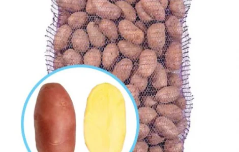 Картопля рання на посадку Ред Скарлет, Голландія