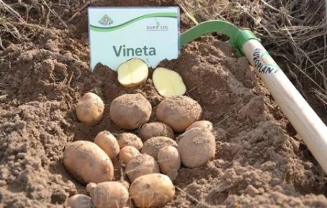 Картопля рання на посадку Вінета, Німеччина