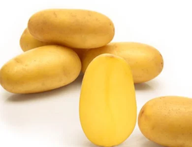 Насіннєва ультра-рання картопля "Саншайн"