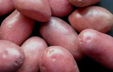 Насіннєва рання картопля "Белла Росса"