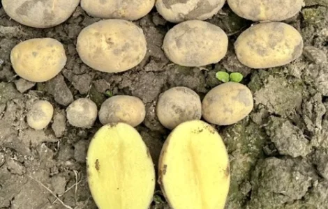 Насіннєва рання картопля на посадку "Мікадо"