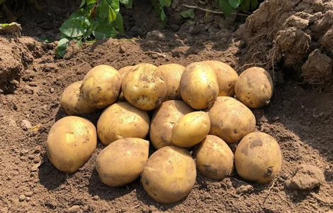 Насіннєва картопля Тірас