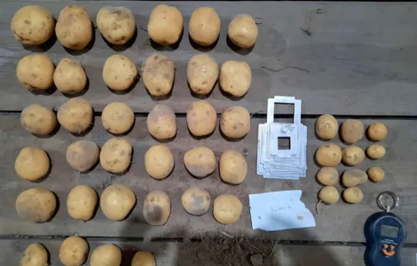 Насіннєва картопля Рів'єра