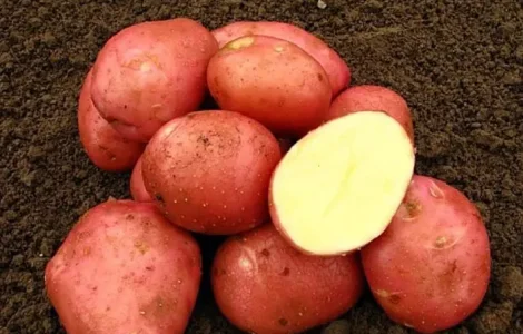 Насіннєва картопля Белароза