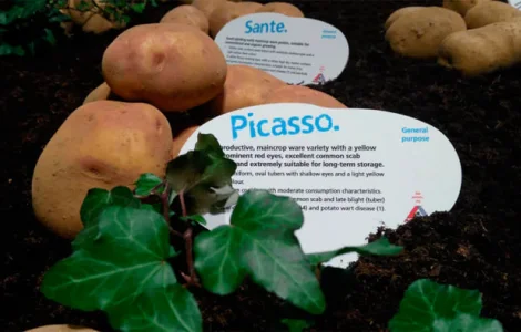 Картопля  на посадку Пікассо