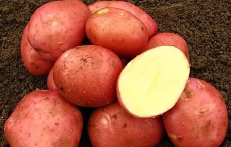 Насіннєва картопля Беллароза (рання)