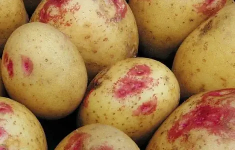 Насіннєва картопля Пікассо (середньопізній)