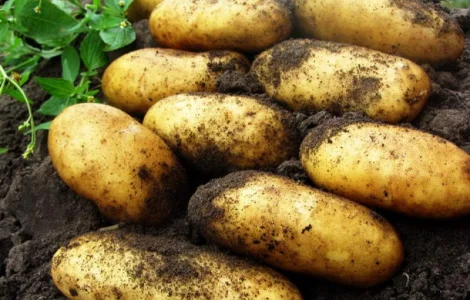 Картофель, среднепоздние сорта — Гранада