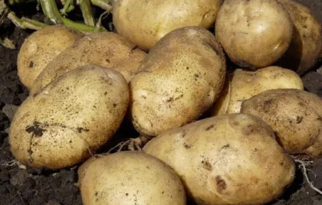 Картопля на посадку Санте велика