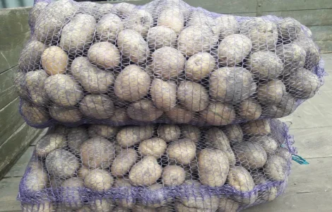 Продам картоплю сорт санте, конект, лабела.