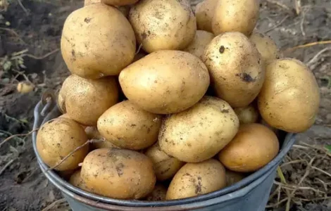 Картопля на посадку Санте Белороса