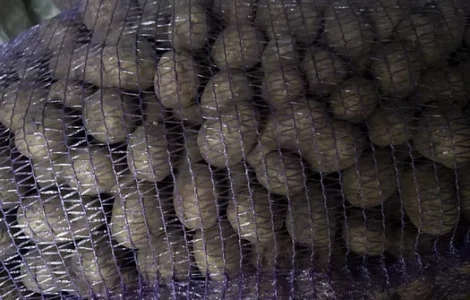 Продам насінну картоплю Мелоді