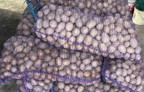 Картопля 2 репродукція насіння «мелоді»