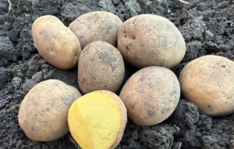 Картопля велика чиста сорт Мелоді без парші