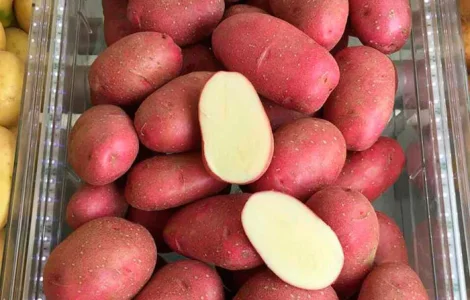 Продам картоплю «Торнадо» та «Мелоді»