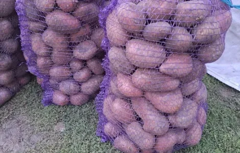 Картопля на посадку Балтік Роуз, Мелоді , домашня