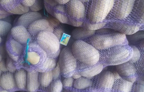 Насіннева картопля Арізона,Мелоді,Бела Роса