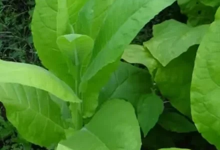 Насіння тютюну Вірджинія, 0.1 г