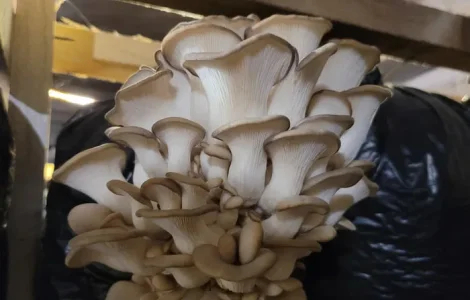 Грибные блоки вешенки засеянные 8 кг