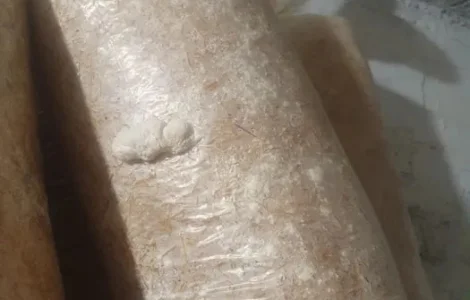 Продам грибные блоки вешенки