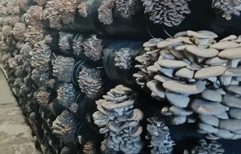 Зарощенные грибные блоки вешенки