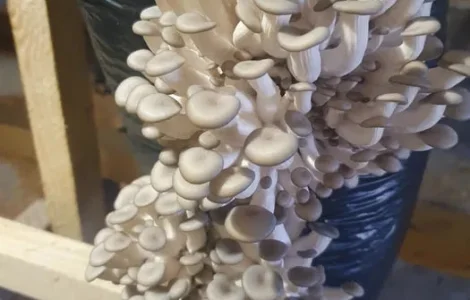 Продам проинкубированные грибные блоки вешенки